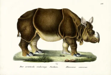 Greater Indian Rhinoceros, 1824